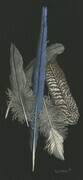 5 Feathers I