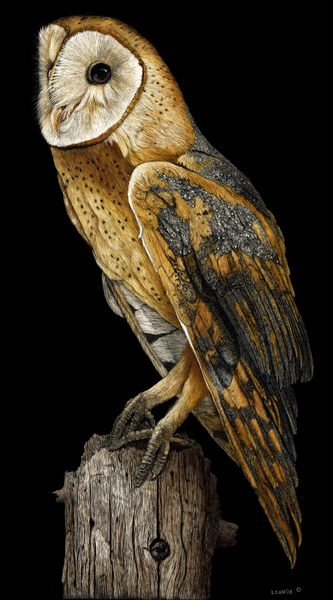 Barn Owl Perching