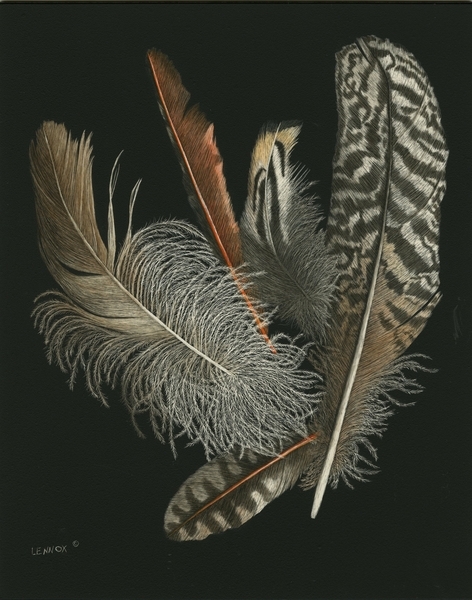 Feather Collection I 001