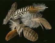 Feather Collection II 001