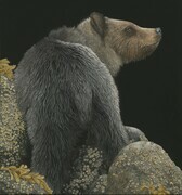 Grizzly Among Rocks