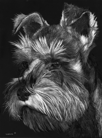 Miniature Schnauzer