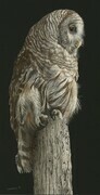 Peaceful Barred Owl 002