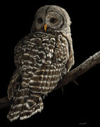 Silent Watch Barred Owl
