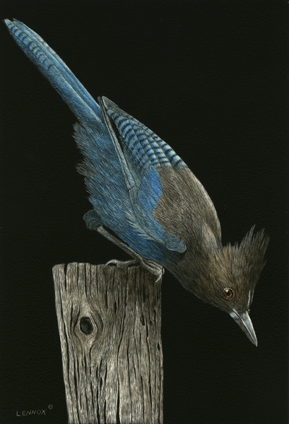 Steller's Jay