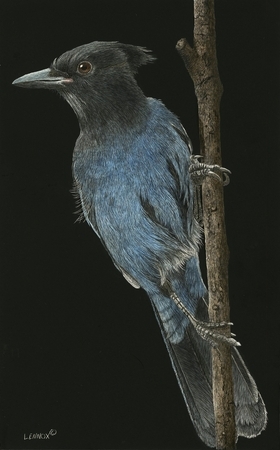 Steller's Jay II